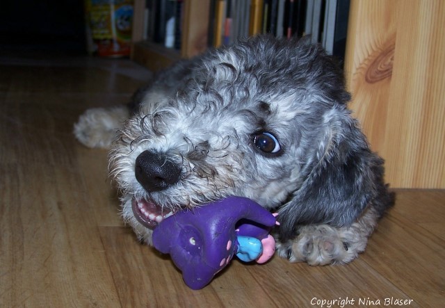 Alanus 15062006-4a.jpg - ASCII